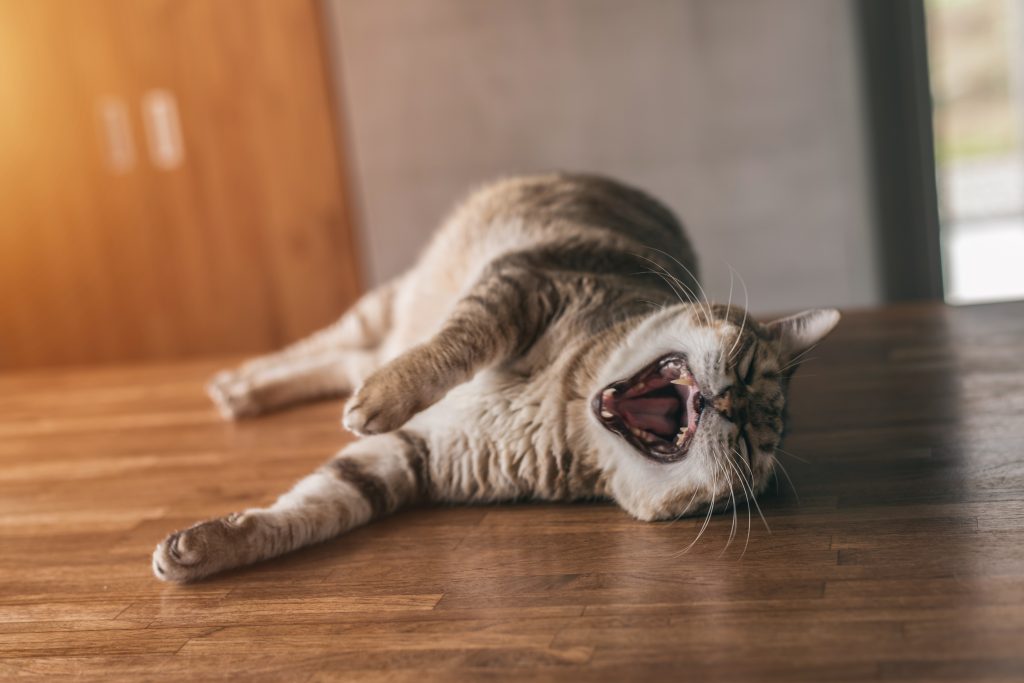 猫をひいてしまったときに罪悪感があった人の体験談