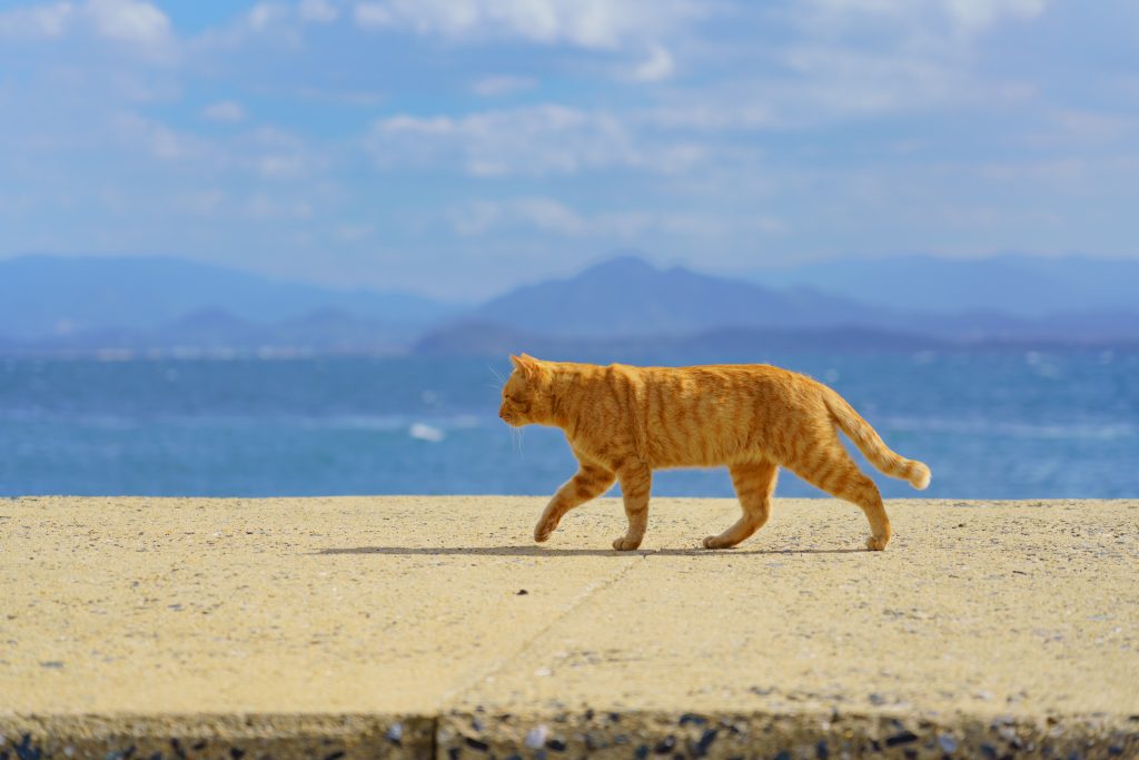 猫をひいてしまったときに罪悪感がなかった人の体験談